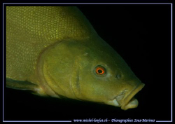 The Encounter with a big Tench during one of my last dive... by Michel Lonfat 